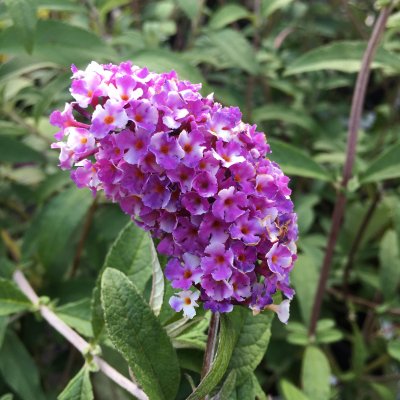 Buddleja davidii Berries & Cream ®, Syrenbuddleja, Fjärilsbuske