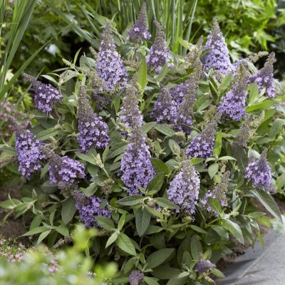 Buddleja davidii Butterfly Candy ® Lila Sweetheart, Dvärgbuddleja, Fjärilsbuske
