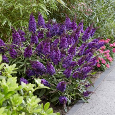 Buddleja davidii Butterfly Candy ® Little Purple