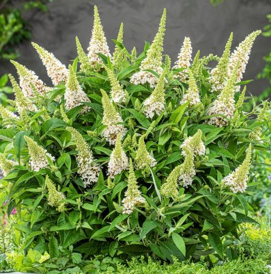 Buddleja davidii Butterfly Candy ® Little White, Dvärgbuddleja, Fjärilsbuske