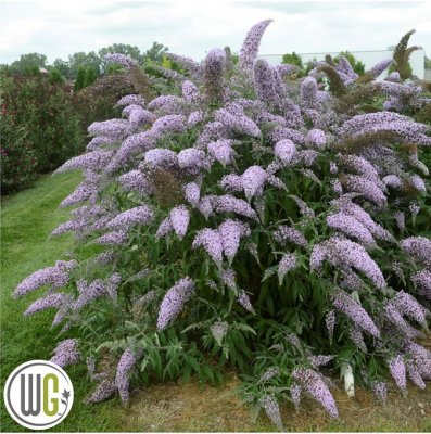 Buddleja davidii Grand Cascade ®, Syrenbuddleja, Fjärilsbuske, C5