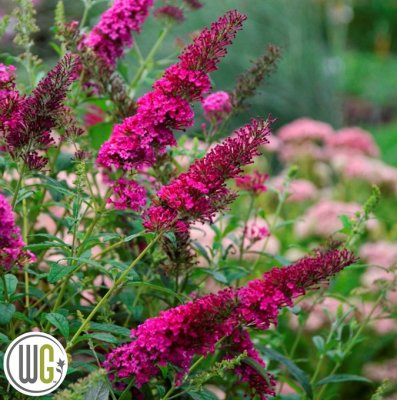 Buddleja davidii Monarch ® Queen of Hearts ®, Syrenbuddleja, Fjärilsbuske, C5