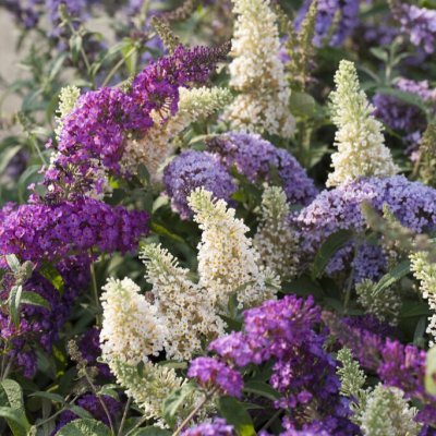 Buddleja davidii Tricolor