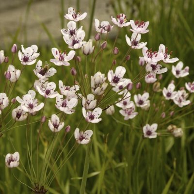 Butomus umbellatus Schneeweisschen
