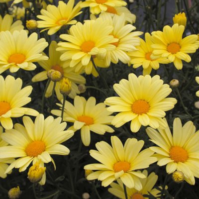 Margurit Butterfly ®, stickling 3-pack