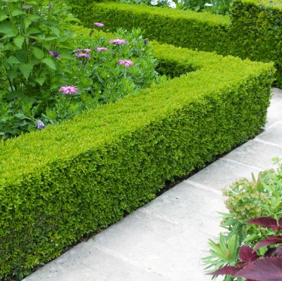 Buxus sempervirens, Buxbom, häck 15-20 co