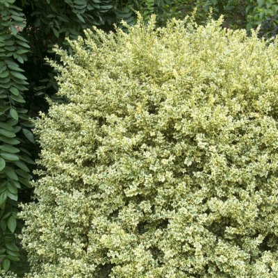 Buxus sempervirens Elegans, Buxbom