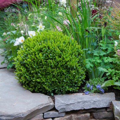 Buxus microphylla Faulkner, Buxbom Klot