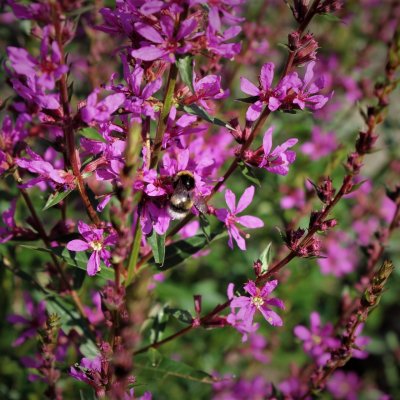 Lythrum salicaria Robert, Fackelblomster, P9cm