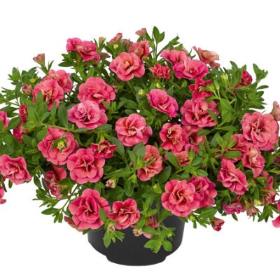 Småpetunia, Stickling, Million Bells Cabaret ® Double Apricote 3-pack