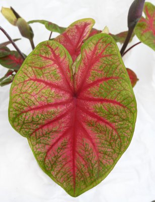 Kaladium Caladium Brandywine 1st