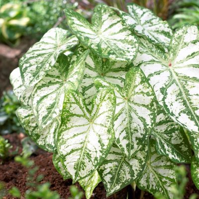 Kaladium Caladium Blizzard 1st