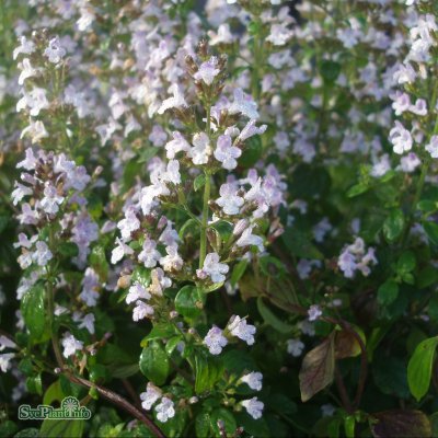 Calamintha nepeta Nepeta, Stenkyndel, P9cm