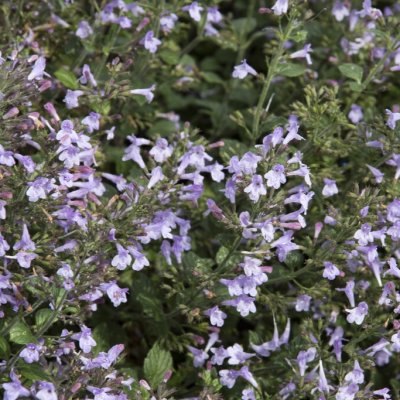 Clinopodium (Calamintha) nepeta Marvelette Blue