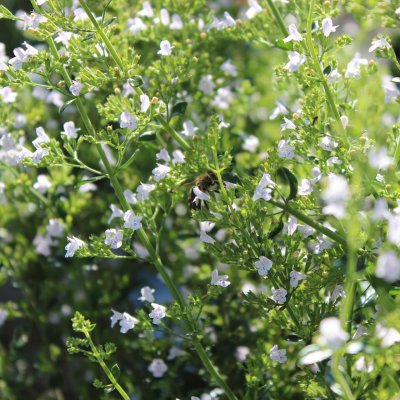 Calamintha nepeta Nepeta, Stenkyndel, P9cm