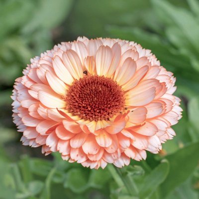 Ringblomma, Pink Surprise