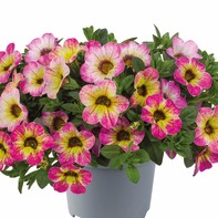 Sm&aring;petunia, Million Bells, Stickling 3-pack - Calibrachoa Cabaret&reg; Early Diva Cherry