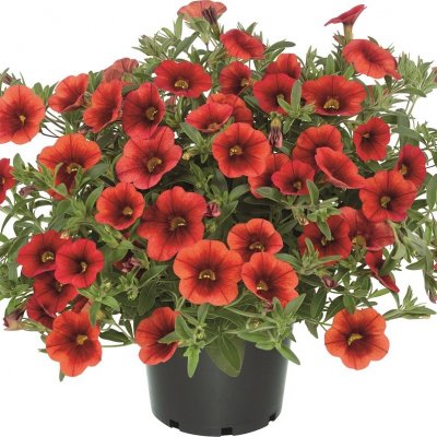 Småpetunia, Stickling, Million Bells Cabaret ® Early Orange