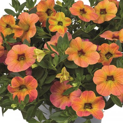 Småpetunia, Stickling, Million Bells Cabaret ® Special Apricot 2-pack