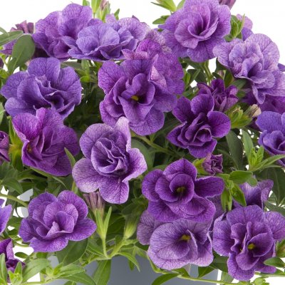 Småpetunia, Stickling, Million Bells Can-Can ® Rosies Blue Impr. 3-pack