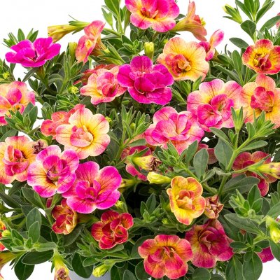 Småpetunia, Stickling, Million Bells Chameleon ® Double Pink Yellow 3-pack