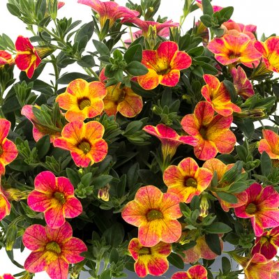 Småpetunia, Stickling, Million Bells Chameleon ® Sunshine Berry 3-pack