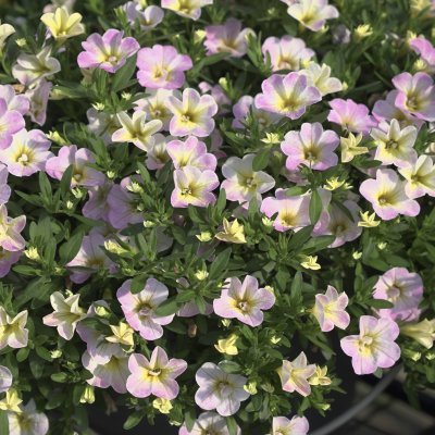Calibrachoa MiniFamous ® Neo Fancy Francy