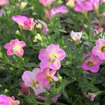 Calibrachoa MiniFamous ® Neo Fancy Francy