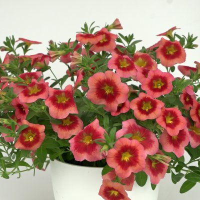 Calibrachoa MiniFamous ® Neo Smoothie