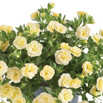 Calibrachoa Cabaret ® Double Light Yellow
