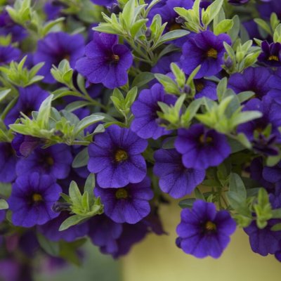 Småpetunia, Stickling, Million Bells Cabaret ® Dark Blue 2-pack