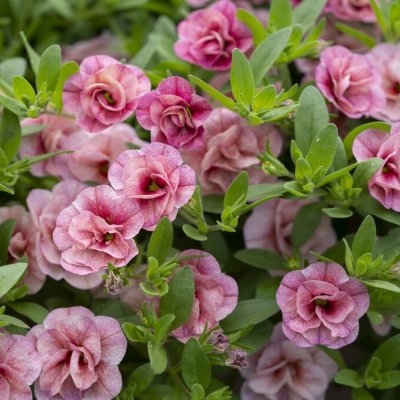 Calibrachoa Cabaret Double Pink Vein.jpg