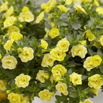 Småpetunia, Million Bells, Stickling 3-pack