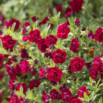Småpetunia, Stickling, Million Bells Superbells ™ Double Ruby 3-pack