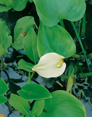 Calla palustris, Missne, P9cm