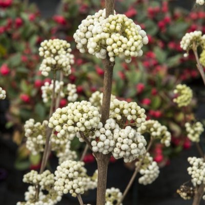 Callicarpa bodinieri Magical Snowstar ®