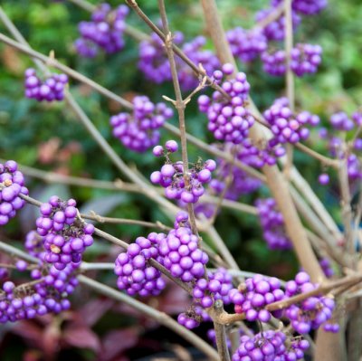 Callicarpa bodinieri Profusion, Glasbärsbuske, 120 stam co