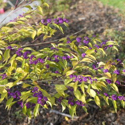 Callicarpa dichotoma Issai ®, Glasbär