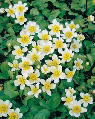 Caltha palustris Alba, Kabbleka, P9cm