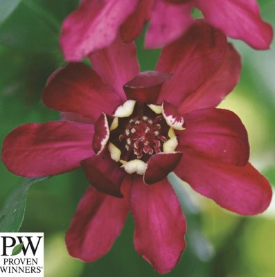Calycanthus Aphrodite, Kryddbuske