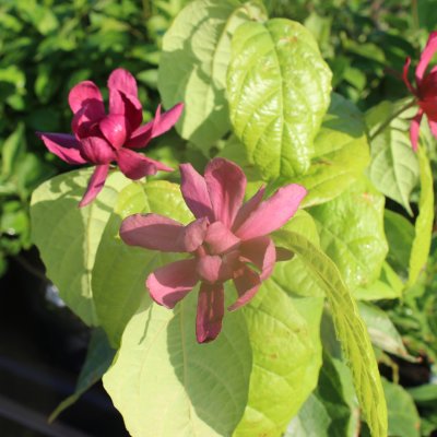 Calycanthus x raulstonii Hartlage Wine, Hybridkryddbuske