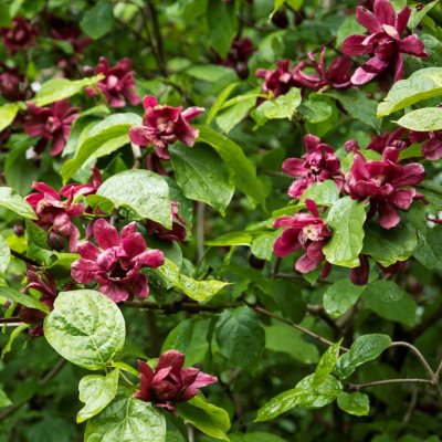Calycanthus x raulstonii Hartlage Wine, Hybridkryddbuske