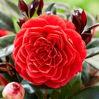 Camellia japonica Femme Fatale ®
