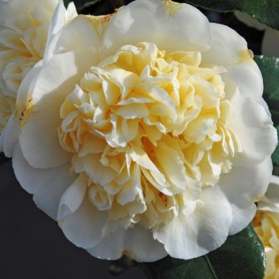 Camellia japonica Alba Plena, Kamelia , 30-40 C3