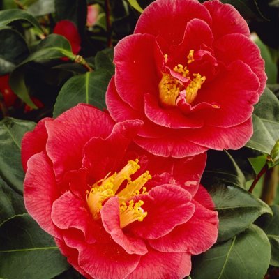 Camellia japonica Blood of China, Kamelia