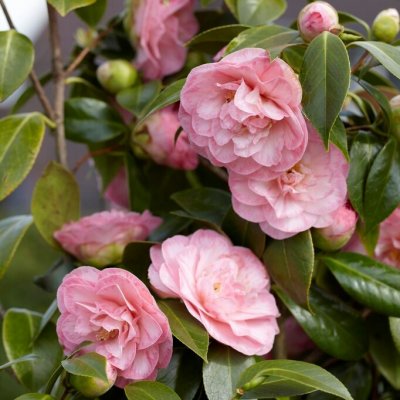 Camellia japonica Bonomiana, Kamelia