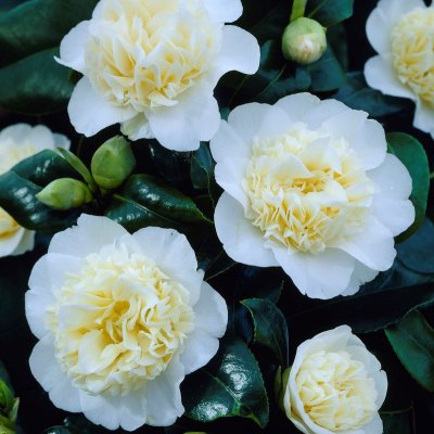 Camellia japonica Brushfield´s Yellow, Kamelia , 30-40 C3