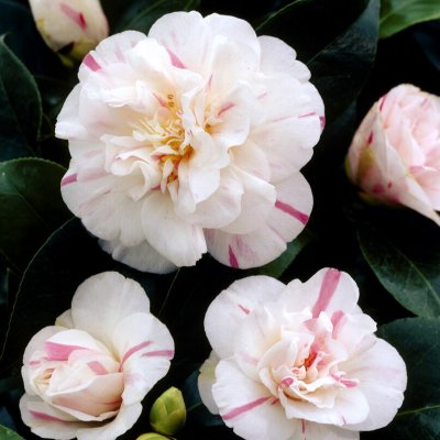 Camellia japonica Lavinia Maggi
