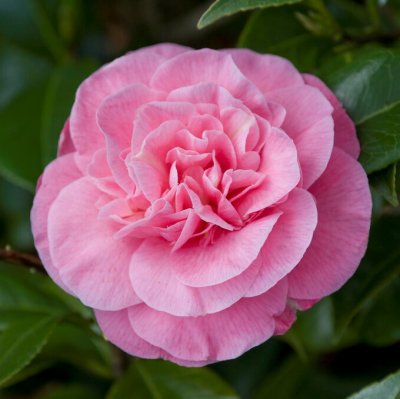 Camellia japonica Marie Bracey, Kamelia, 50-60 C2