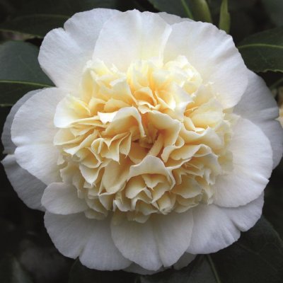 Camellia japonica Powder Puff, Kamelia, 60-70 C5